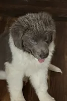 Sweet boy!, a male Newfoundland for sale in Eugene, OR – 3 of 6