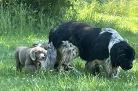 Chance, a male Newfoundland for sale in Eugene, OR – 4 of 8