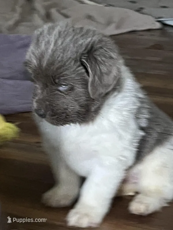 Spartacus  – Newfoundland puppy for sale in Eugene, OR