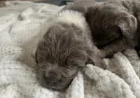 Spartacus , a male Newfoundland for sale in Eugene, OR – Photo 3 of 3