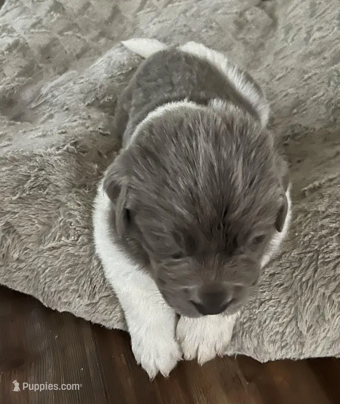 Spartacus  – Newfoundland puppy for sale in Eugene, OR