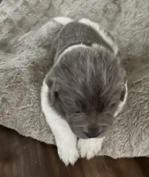 Spartacus , a male Newfoundland for sale in Eugene, OR – Photo 1 of 3