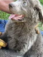 Chance, a male Newfoundland for sale in Eugene, OR – 1 of 8