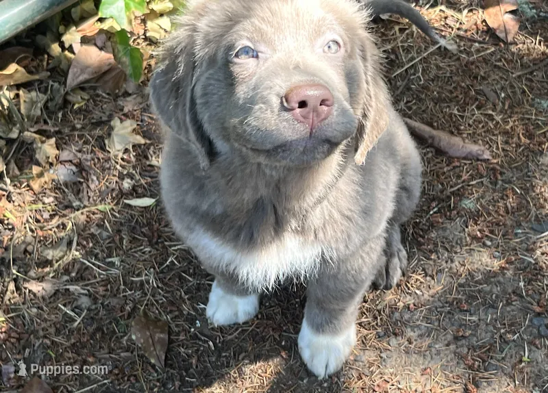 Poppy, a female Newfoundland for sale in Eugene, OR – 1 of 7