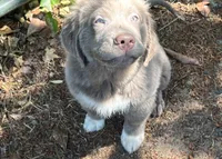 Poppy, a female Newfoundland for sale in Eugene, OR – 1 of 7