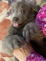 Chance, a male Newfoundland for sale in Eugene, OR – 1 of 1