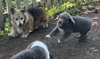 Poppy, a female Newfoundland for sale in Eugene, OR – 4 of 4