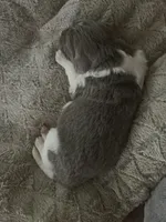 Zeus, a male Newfoundland for sale in Eugene, OR – Photo 4 of 5