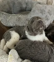 Zeus, a male Newfoundland for sale in Eugene, OR – Photo 2 of 5