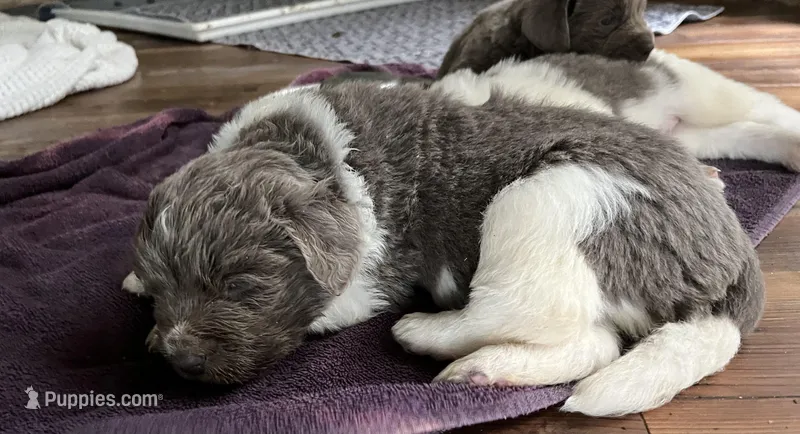 Zeus – Newfoundland puppy for sale in Eugene, OR