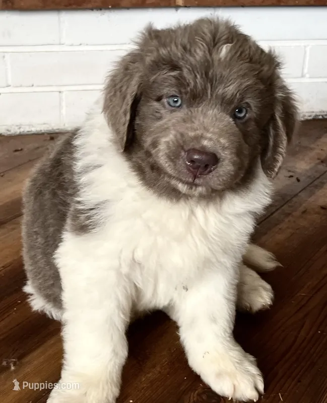 Zeus – Newfoundland puppy for sale in Eugene, OR