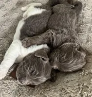 Zeus, a male Newfoundland for sale in Eugene, OR – Photo 3 of 5