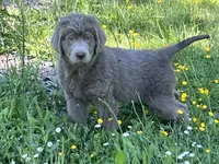 Chance, a male Newfoundland for sale in Eugene, OR – 2 of 8