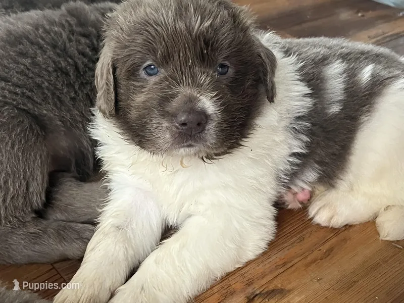 Athena – Newfoundland puppy for sale in Eugene, OR