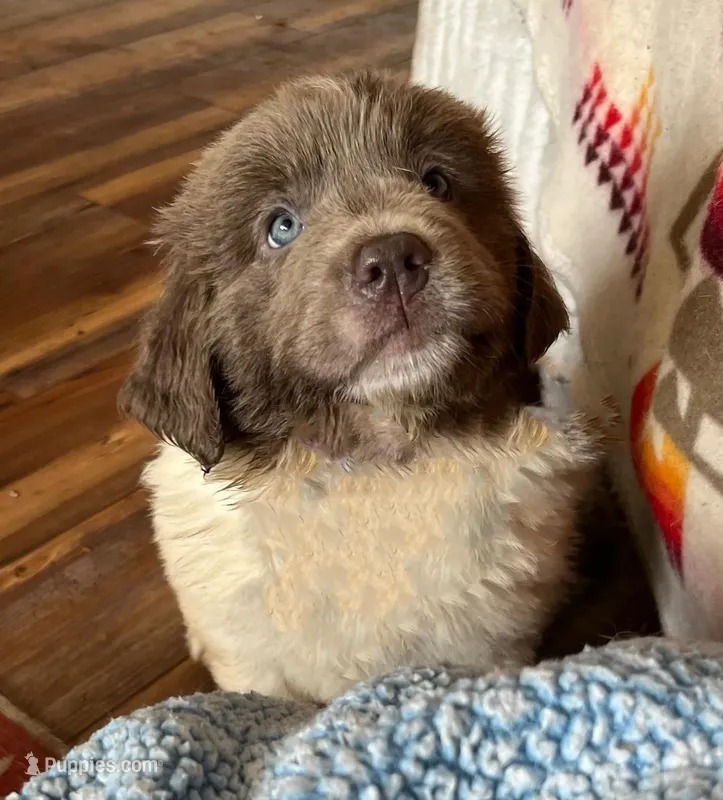 Athena – Newfoundland puppy for sale in Eugene, OR