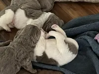 Athena, a female Newfoundland for sale in Eugene, OR – Photo 4 of 6