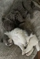 Athena, a female Newfoundland for sale in Eugene, OR – Photo 6 of 6