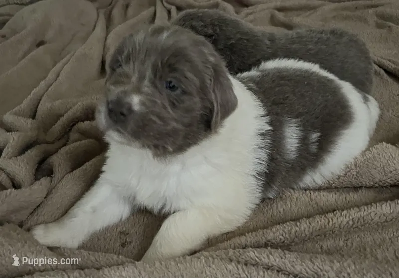 Athena – Newfoundland puppy for sale in Eugene, OR