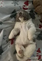 Athena, a female Newfoundland for sale in Eugene, OR – Photo 2 of 6