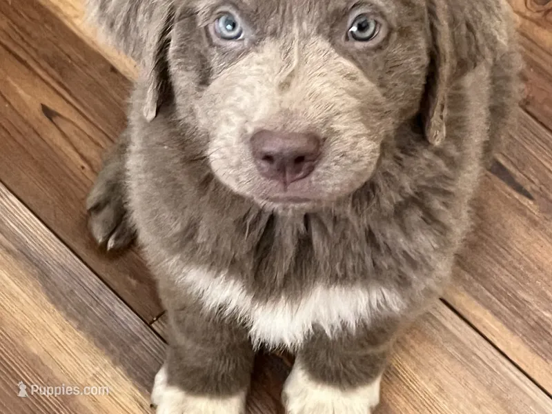 Poppy – Newfoundland puppy for sale in Eugene, OR