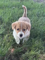 Sonny, a male Pembroke Welsh Corgi for sale in South Whitley, IN – 7 of 7
