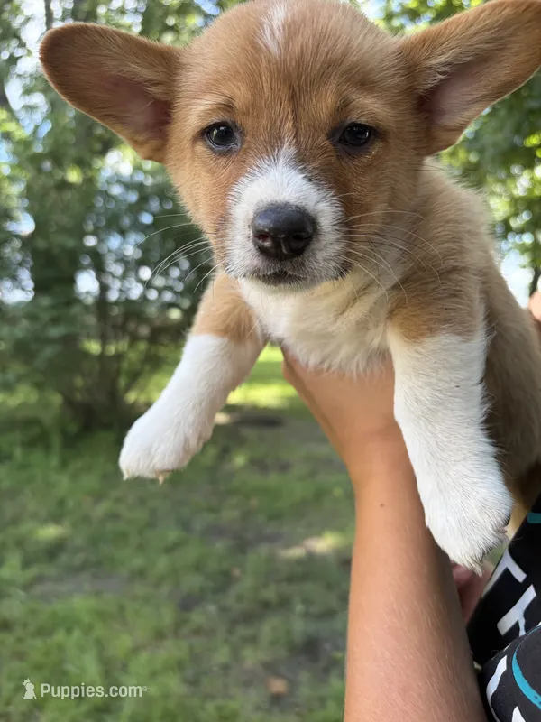 Opal – Pembroke Welsh Corgi puppy for sale in South Whitley, IN