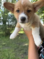 Opal, a female Pembroke Welsh Corgi for sale in South Whitley, IN – 1 of 4
