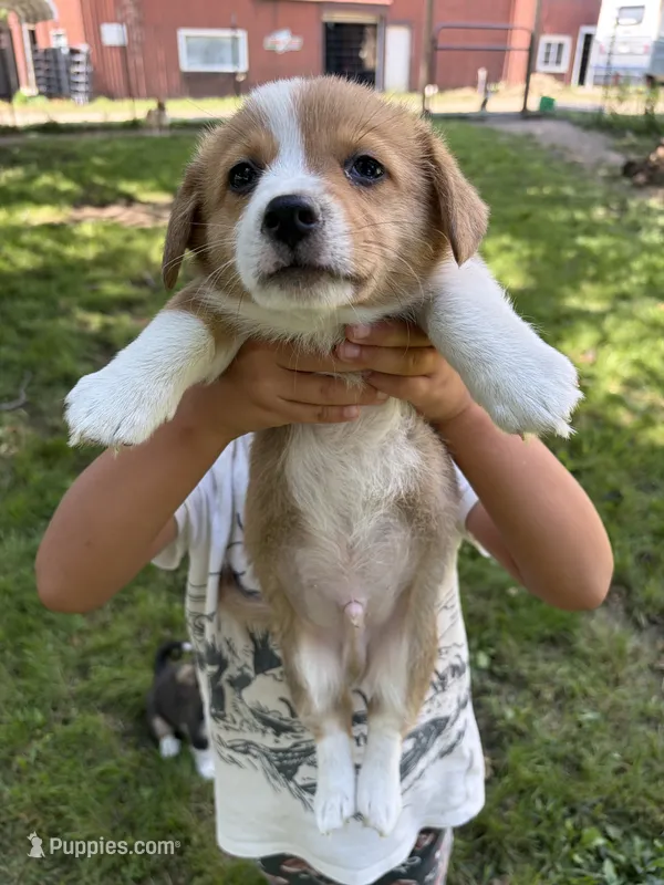 Bentley – Pembroke Welsh Corgi puppy for sale in South Whitley, IN