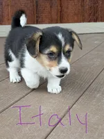 Italy, a female Pembroke Welsh Corgi for sale in South Whitley, IN – 3 of 3