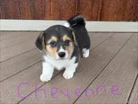 Cheyenne, a female Pembroke Welsh Corgi for sale in South Whitley, IN – 2 of 3