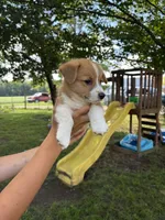 Charlie, a male Pembroke Welsh Corgi for sale in South Whitley, IN – 5 of 5