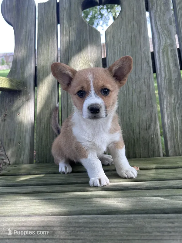 Lily – Pembroke Welsh Corgi puppy for sale in South Whitley, IN