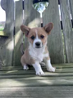 Lily, a female Pembroke Welsh Corgi for sale in South Whitley, IN – 3 of 8