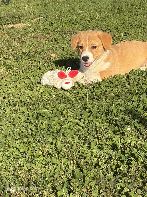 Sonny – Pembroke Welsh Corgi puppy for sale in South Whitley, IN