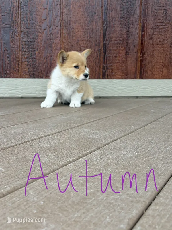 Autumn – Pembroke Welsh Corgi puppy on hold in South Whitley, IN