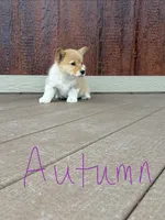 Autumn, a female Pembroke Welsh Corgi for sale in South Whitley, IN – 1 of 3