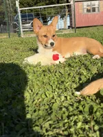 Opal, a female Pembroke Welsh Corgi for sale in South Whitley, IN – 5 of 7