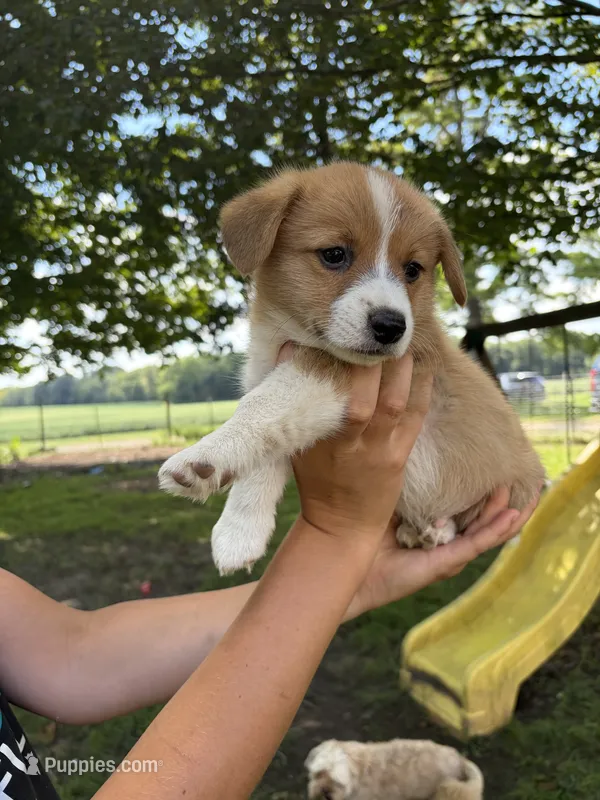 Charlie – Pembroke Welsh Corgi puppy for sale in South Whitley, IN