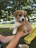 Charlie, a male Pembroke Welsh Corgi for sale in South Whitley, IN – 1 of 5