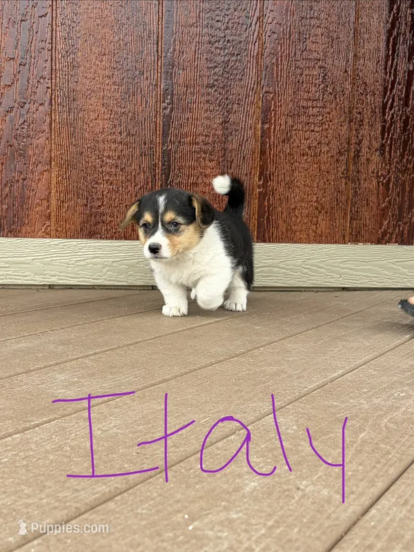 Italy – Pembroke Welsh Corgi puppy for sale in South Whitley, IN