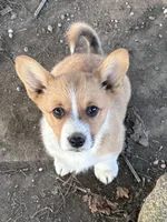 Lily, a female Pembroke Welsh Corgi for sale in South Whitley, IN – 6 of 8