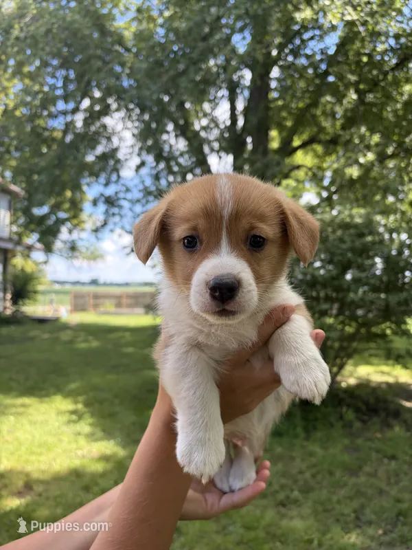 Sonny – Pembroke Welsh Corgi puppy for sale in South Whitley, IN
