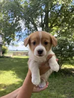 Sonny, a male Pembroke Welsh Corgi for sale in South Whitley, IN – 1 of 3