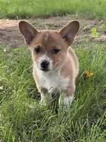 Opal, a female Pembroke Welsh Corgi for sale in South Whitley, IN – 2 of 7