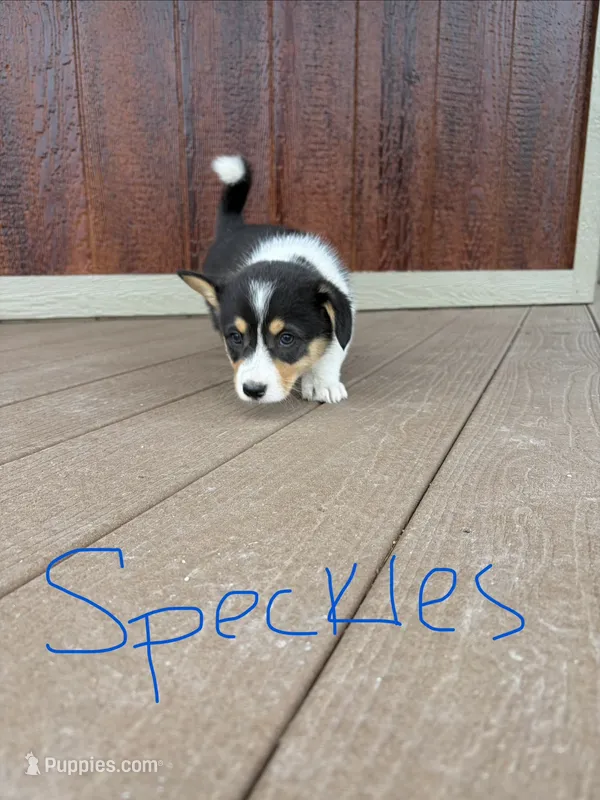 Speckles – Pembroke Welsh Corgi puppy for sale in South Whitley, IN