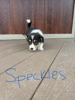 Speckles, a male Pembroke Welsh Corgi for sale in South Whitley, IN – 1 of 3