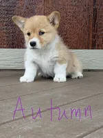 Autumn, a female Pembroke Welsh Corgi for sale in South Whitley, IN – 2 of 3