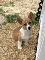 Lily, a female Pembroke Welsh Corgi for sale in South Whitley, IN – 2 of 8