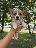 Lily, a female Pembroke Welsh Corgi for sale in South Whitley, IN – 1 of 3