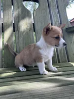 Lily, a female Pembroke Welsh Corgi for sale in South Whitley, IN – 8 of 8